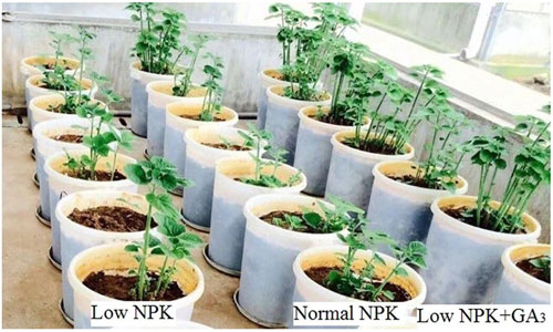 تاثیر کود npk در رشد گیاه
