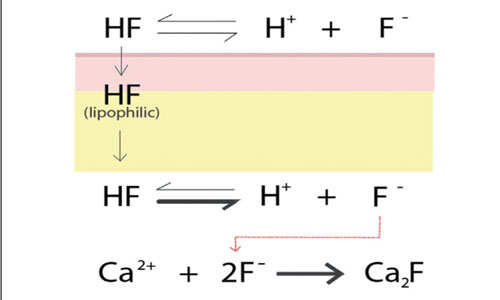 مکانیسم سوختگی با اسید هیدروفلوریک